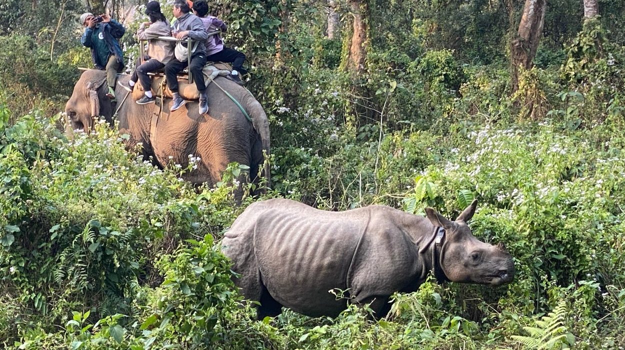 Chitwan National Park Safari Tours & Tickets